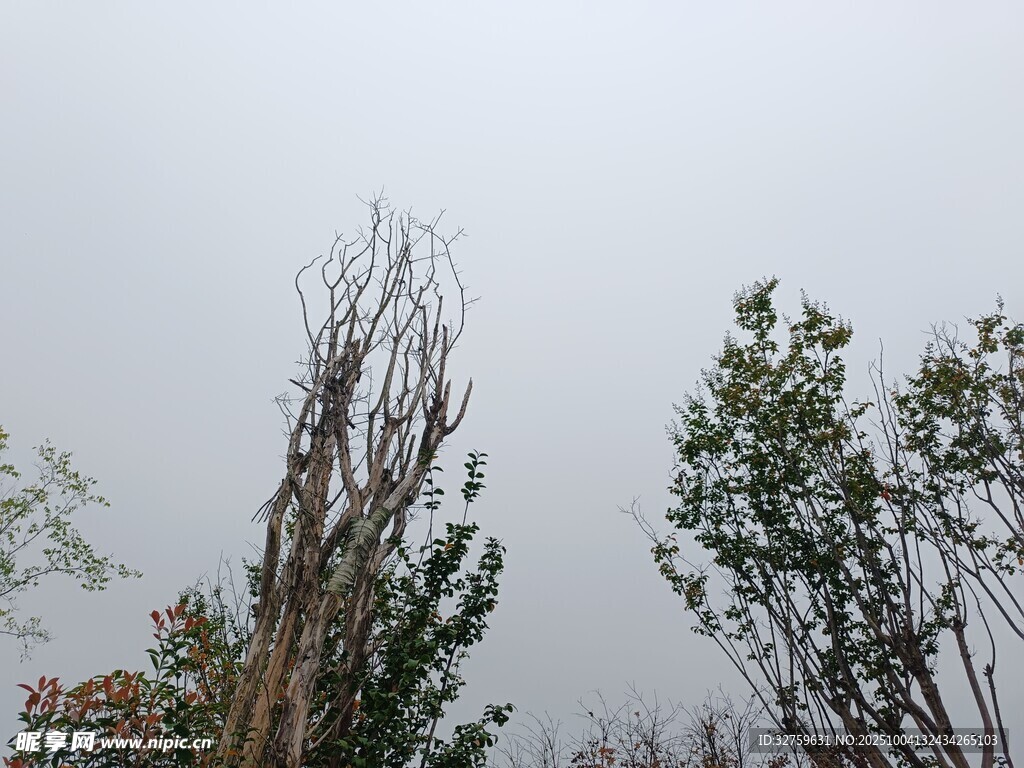 雨中枯樹與綠樹景象