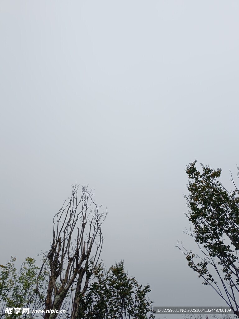 樹梢上的朦朧天空