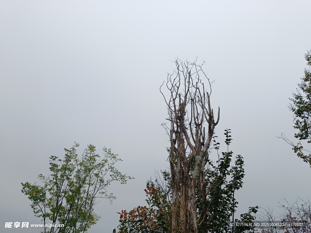 枯樹(shù)與綠樹(shù)對(duì)比景象