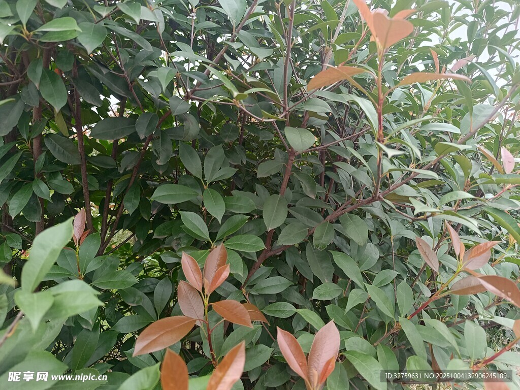 綠葉間的紅嫩新葉