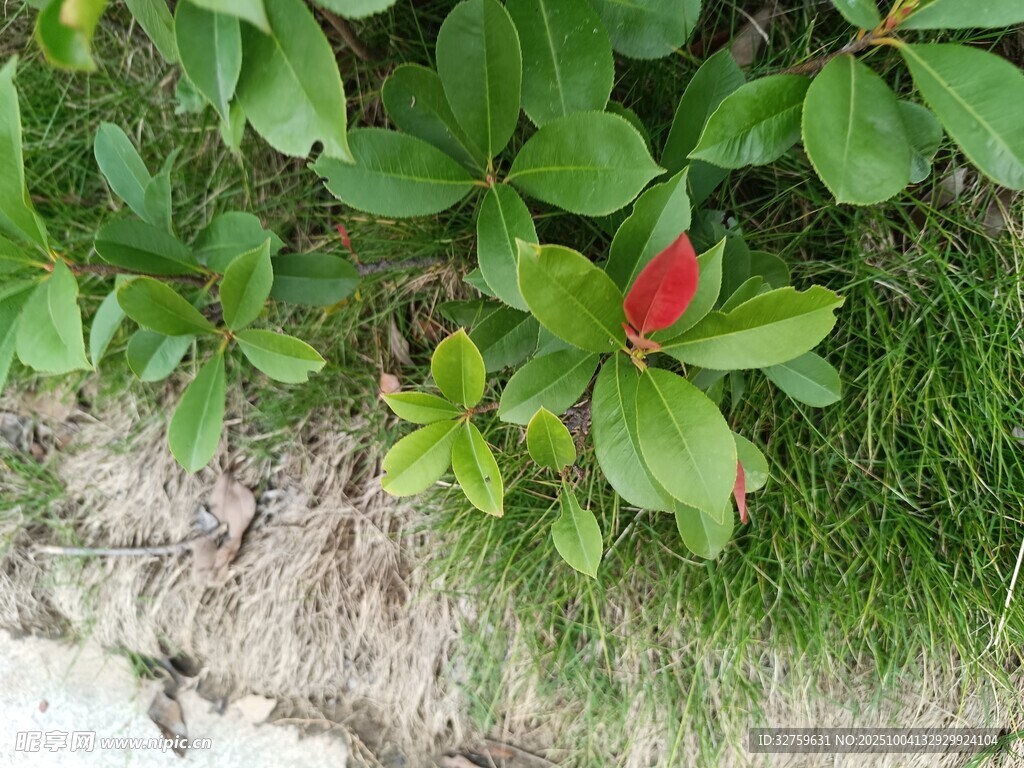綠葉叢中一點(diǎn)紅
