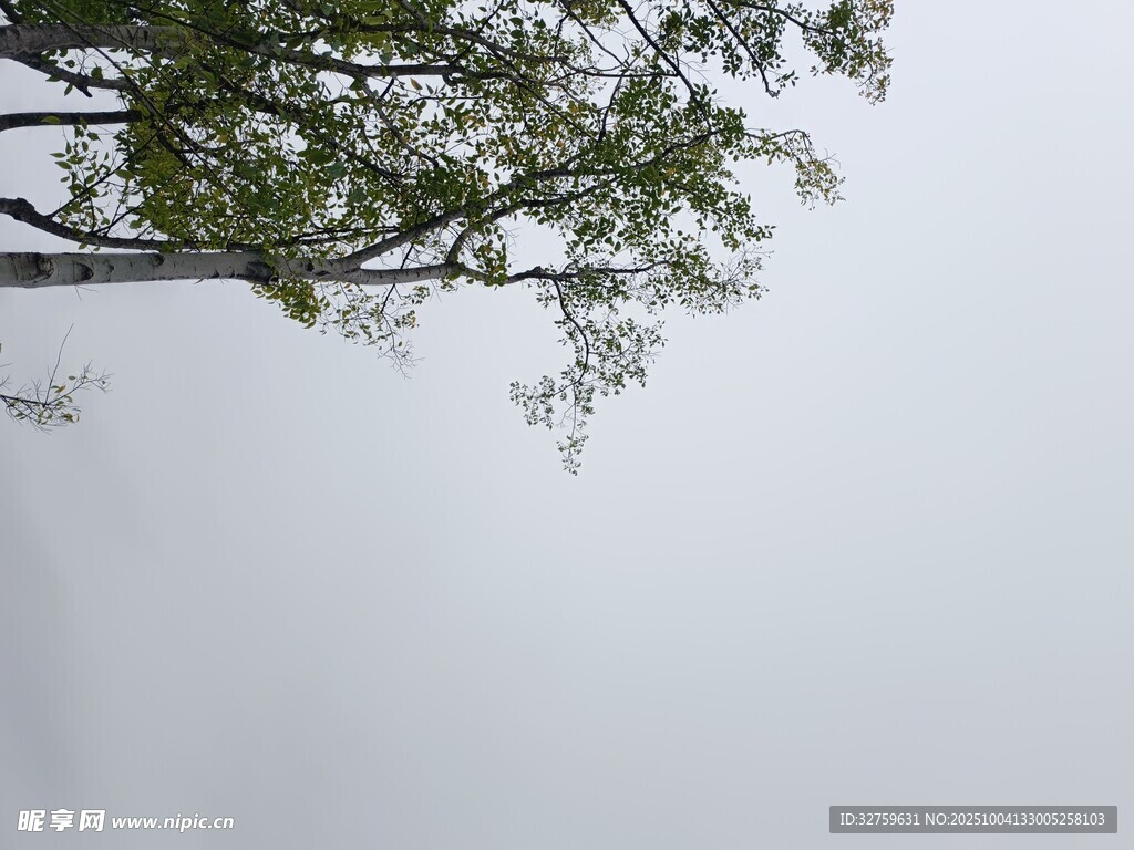 仰視綠樹(shù)與灰白天空