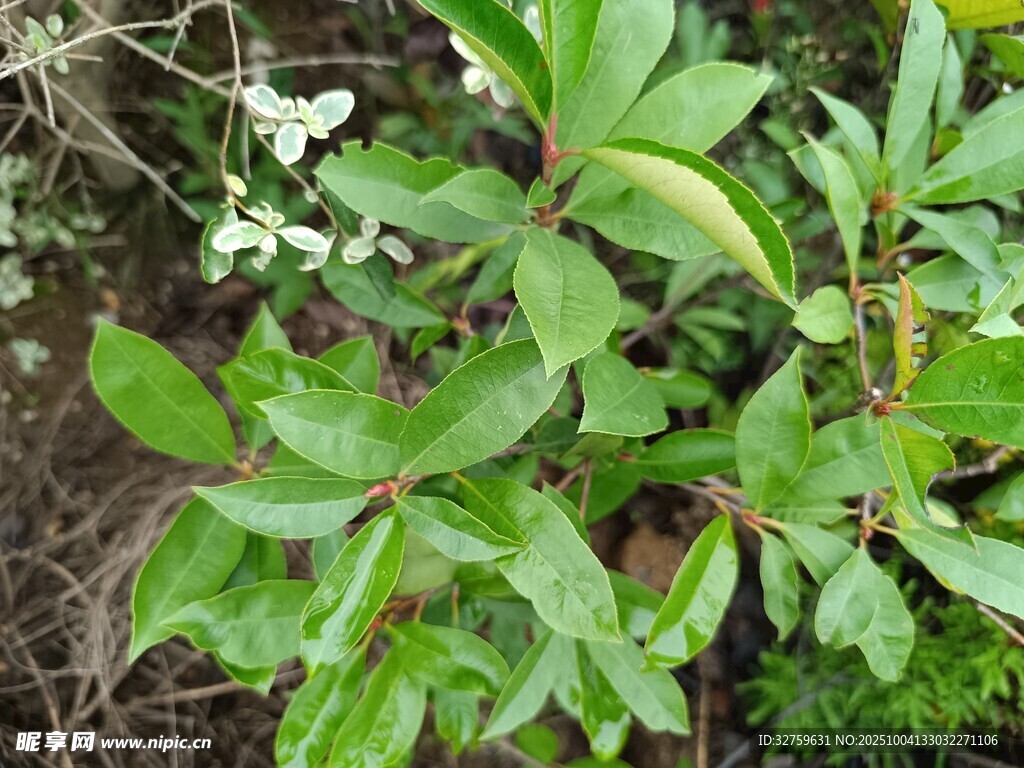 綠葉繁茂的植物