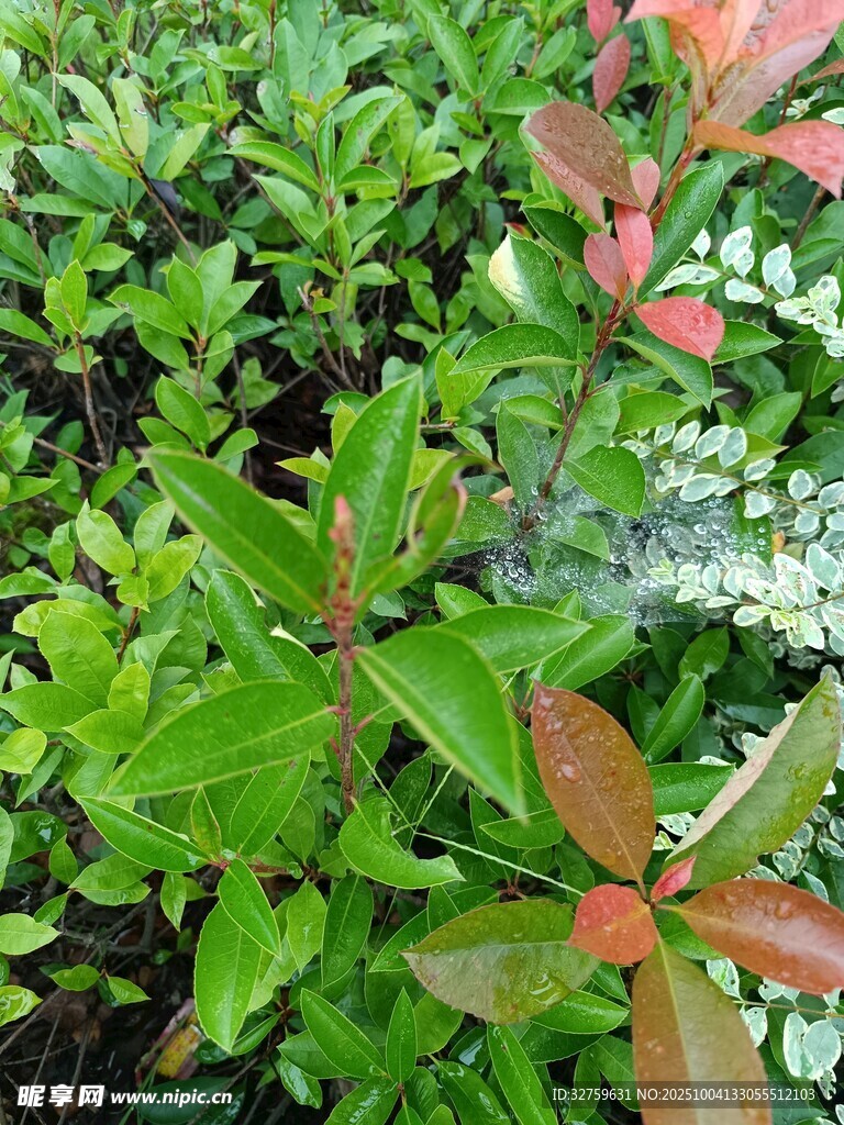 多彩葉片植物景觀