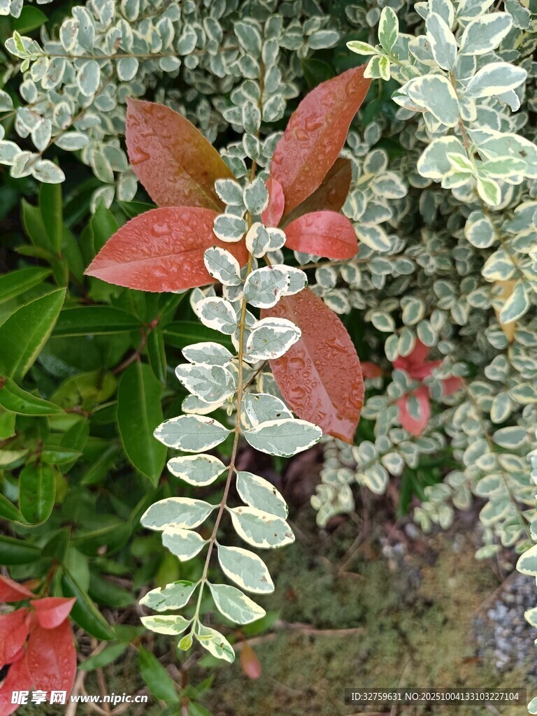 多彩葉片植物特寫