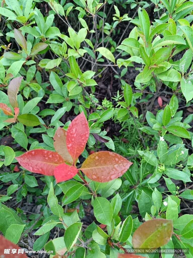 紅葉點綴的翠綠植物