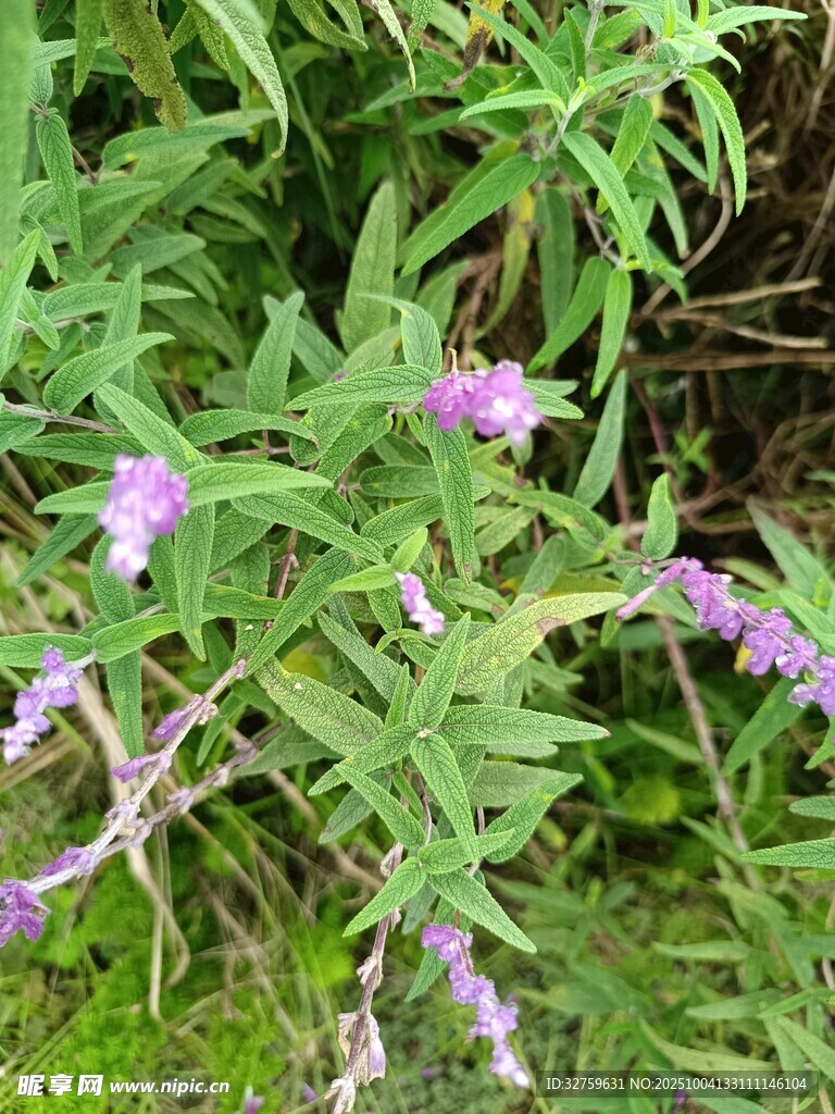 紫色小花綻放于綠葉間