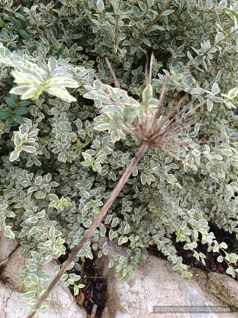 枝葉繁茂的綠植特寫