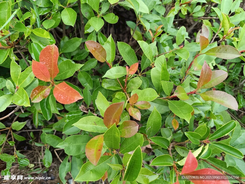 紅綠相間的斑斕植物葉片
