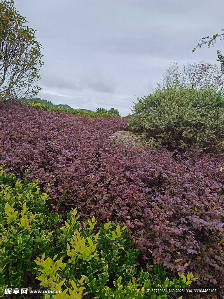 多彩植物景觀 