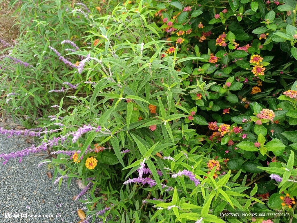 路邊多彩花草景致