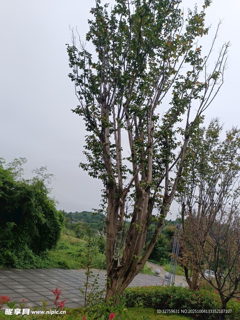 戶外樹(shù)木景觀