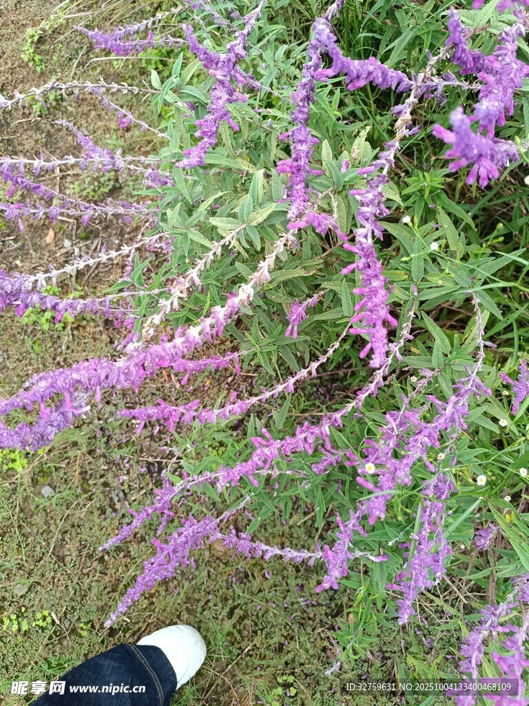 紫色花叢下的休閑一刻