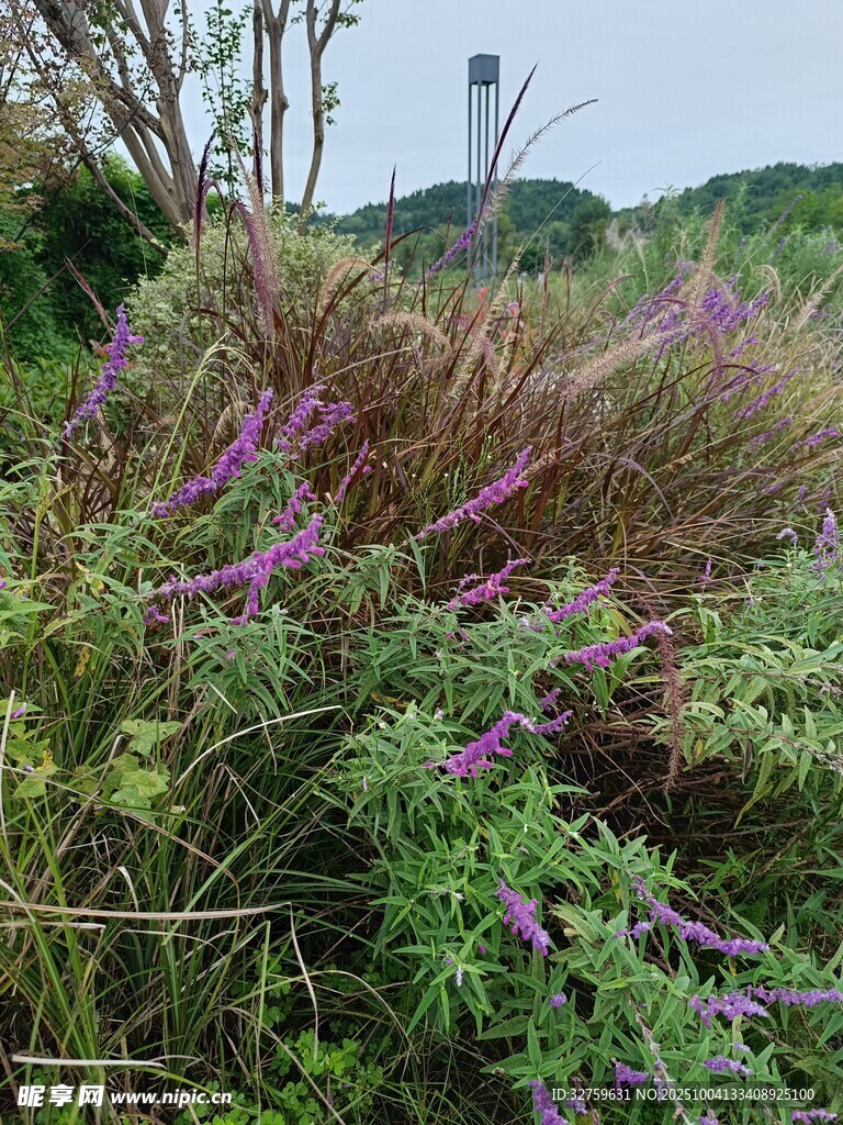 野外繁茂的紫色花草景觀