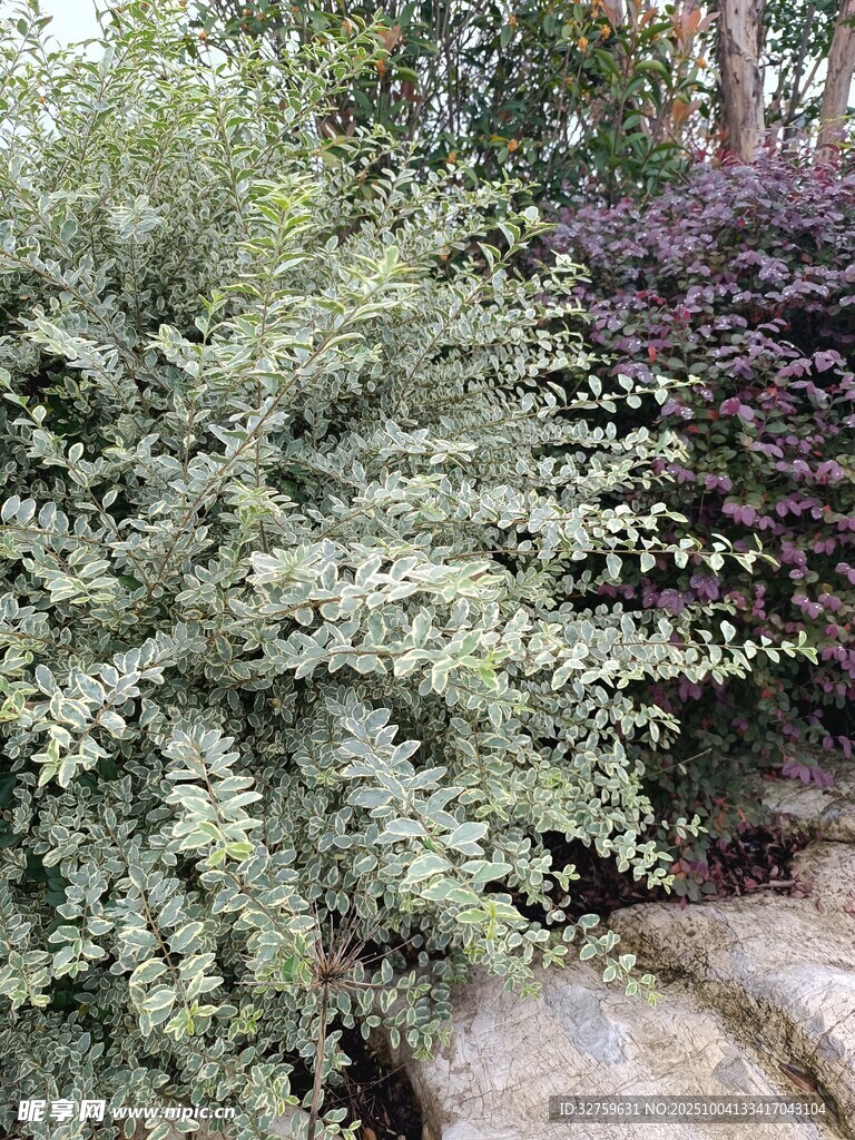 綠葉紫葉相映的植物景觀