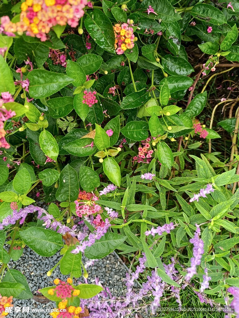 多彩花卉綠植景觀