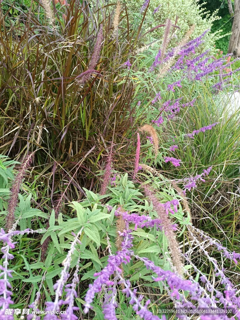 紫色花卉植物景觀