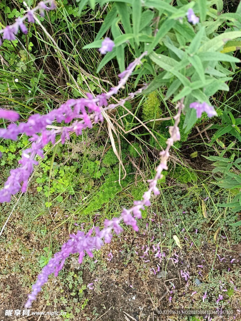 紫色穗狀花卉特寫(xiě)