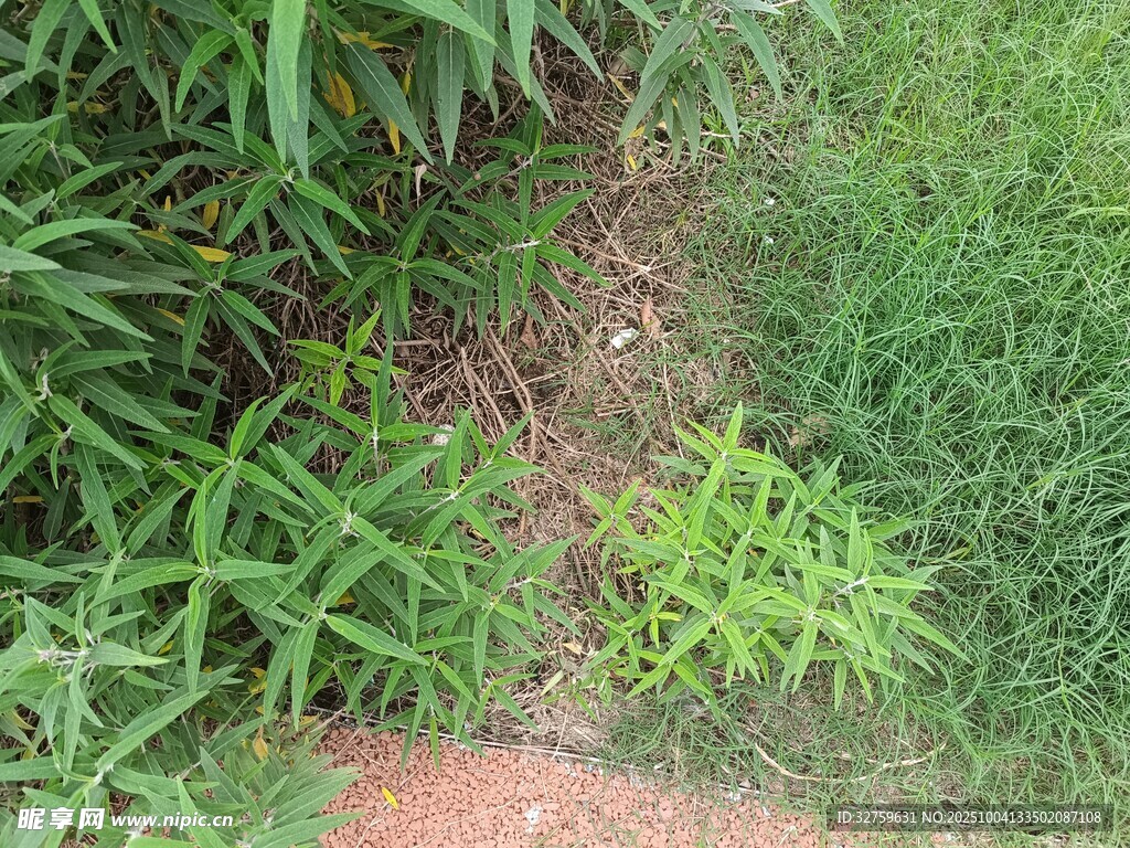 草地中的小徑與嫩綠植物