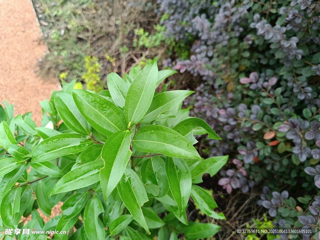 綠葉植物與紫色植物共生
