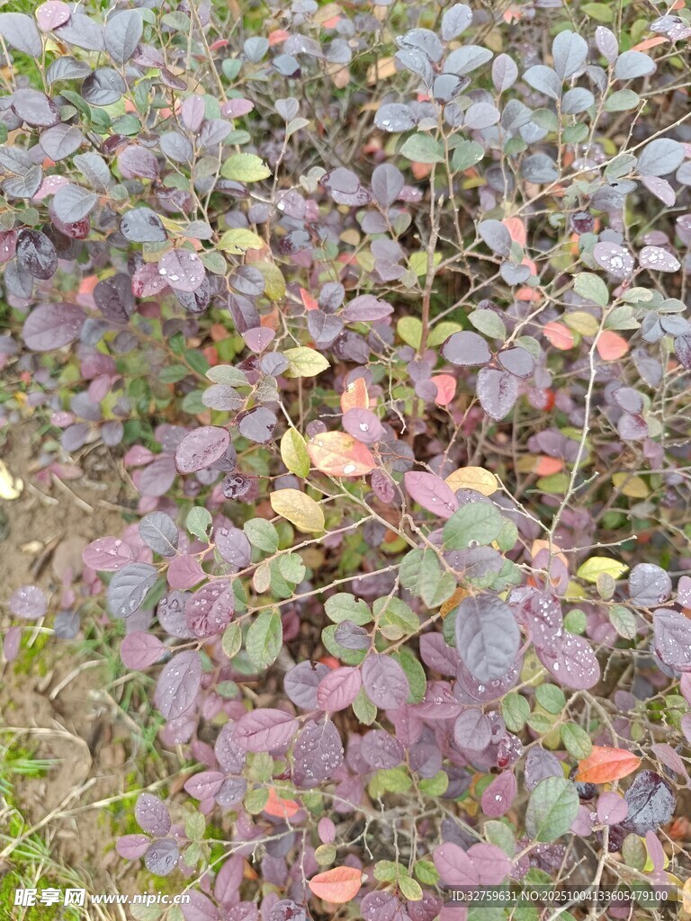 多彩植物葉片特寫