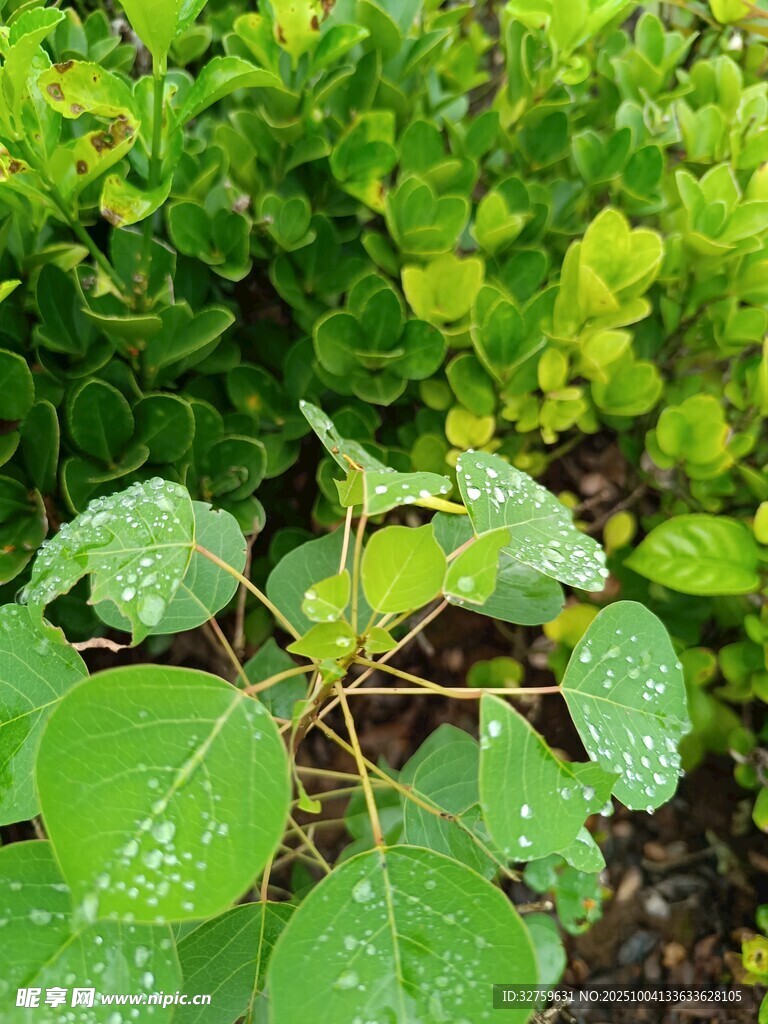 雨后翠綠植物生機(jī)勃勃