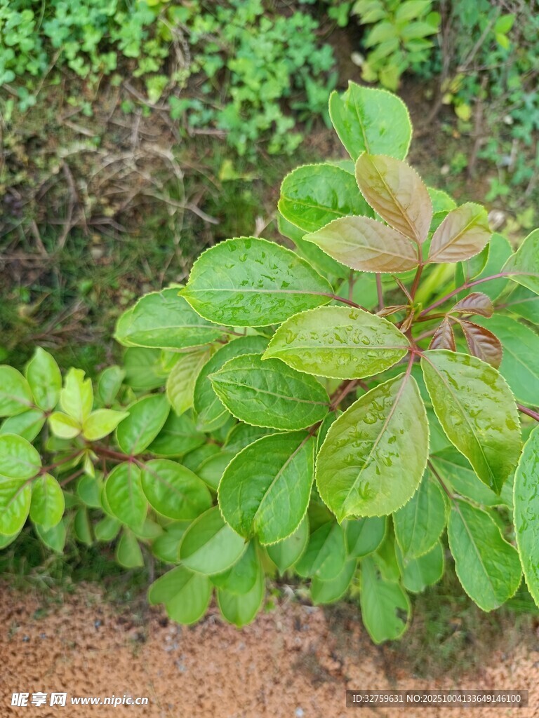 翠綠植物生機(jī)盎然