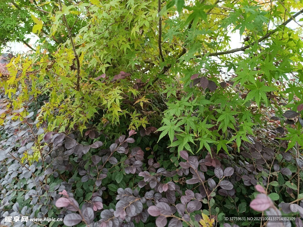 多彩植物景觀