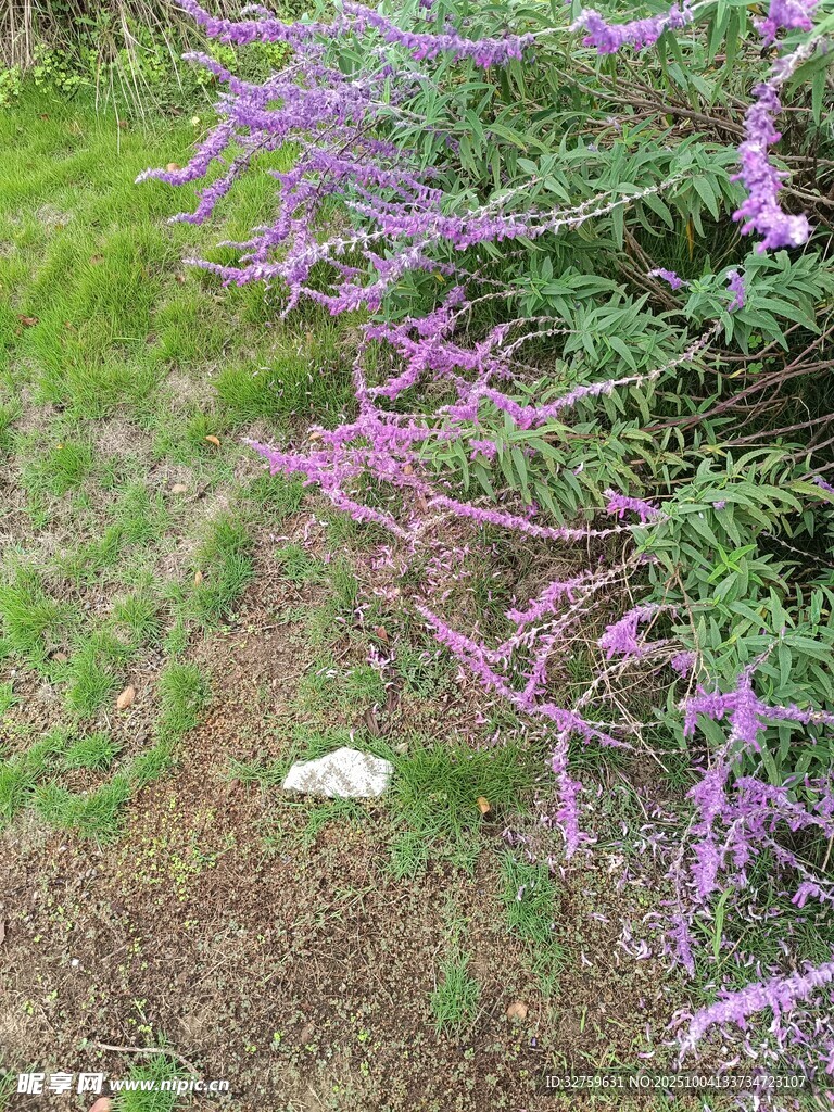 紫色花叢下的白色垃圾