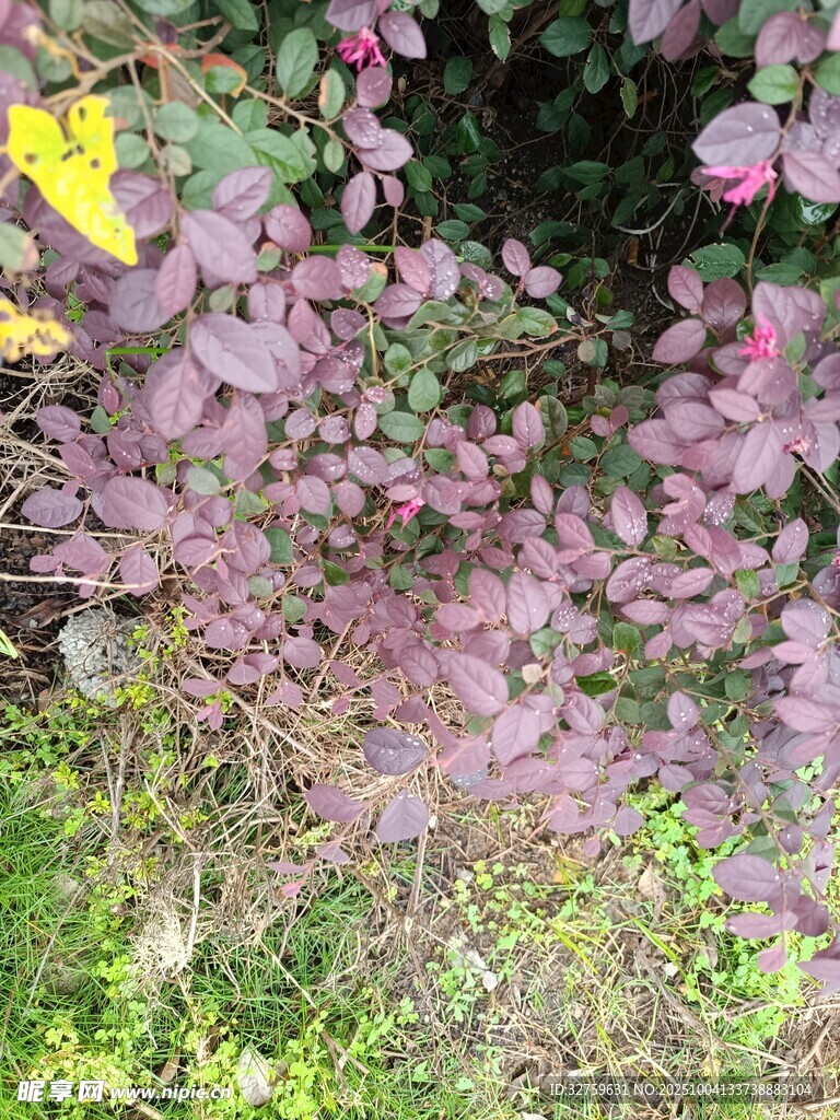 粉色花朵與綠葉的景致