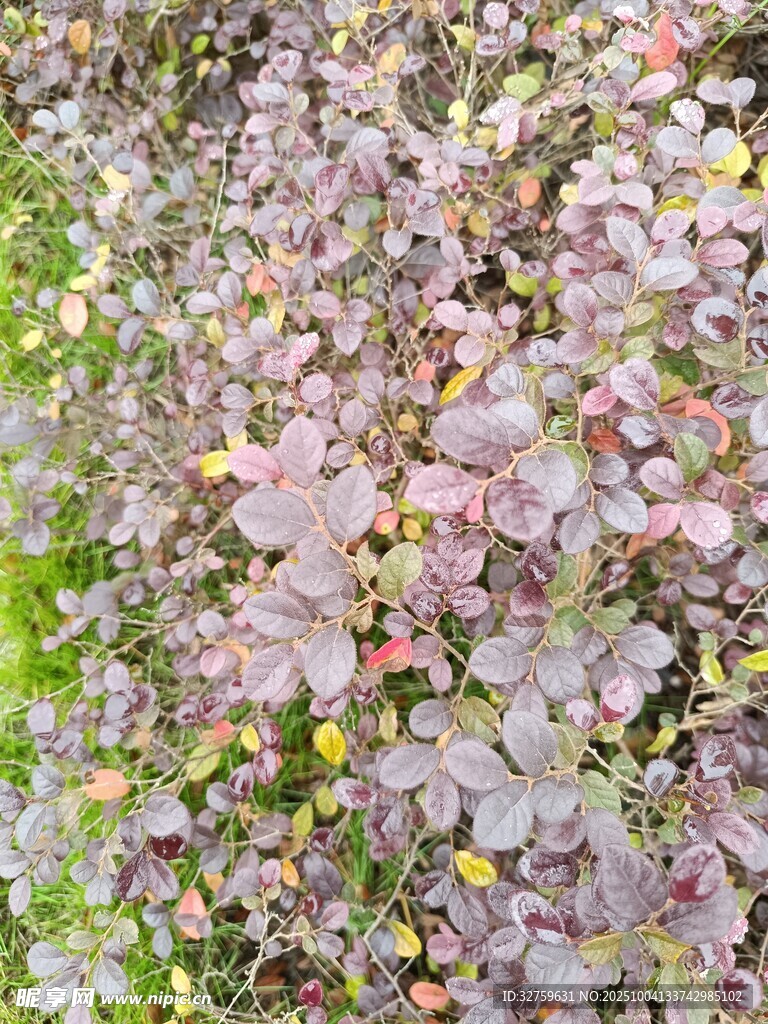 紫葉植物景觀