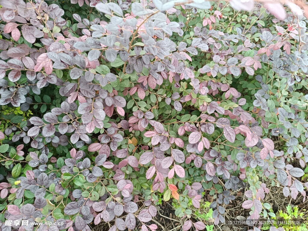 多彩葉片植物景觀