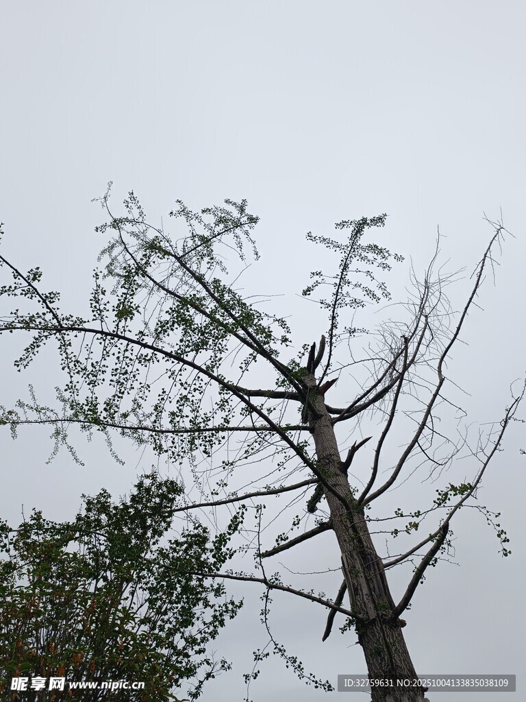 枯樹立于灰白天空下