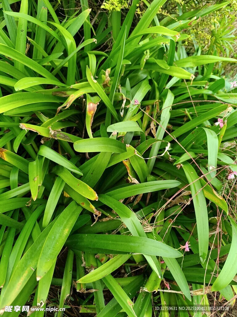 翠綠繁茂的叢生青草