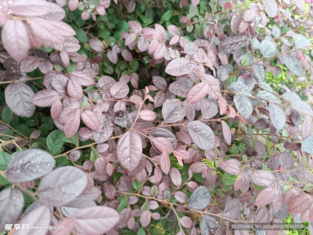 粉紫色葉片植物特寫