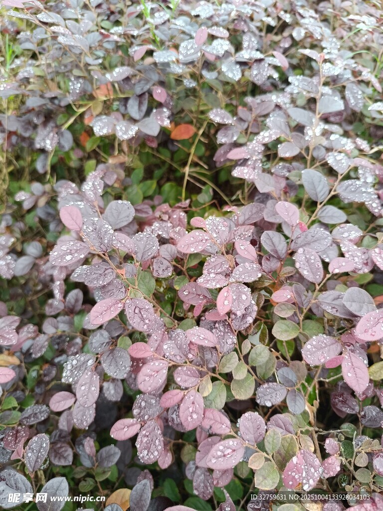 粉色葉片植物景觀