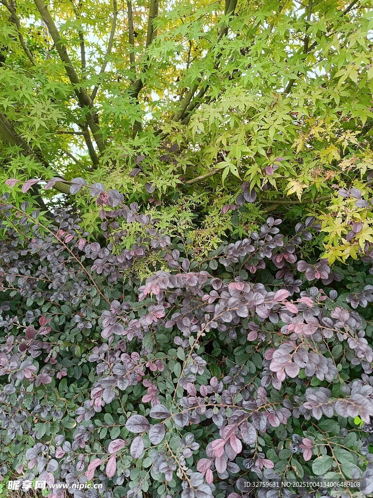 多彩植物景觀