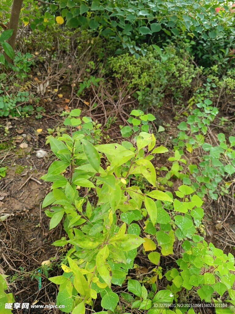 綠葉植物生長于林地間