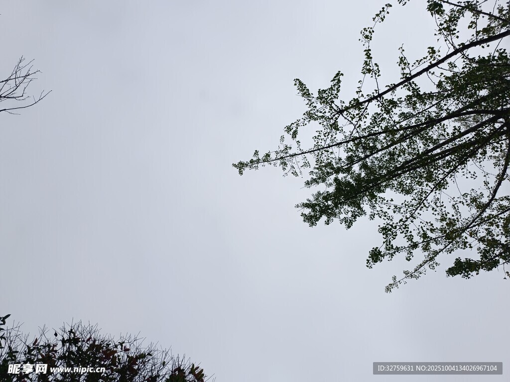 天空下的樹枝與綠葉