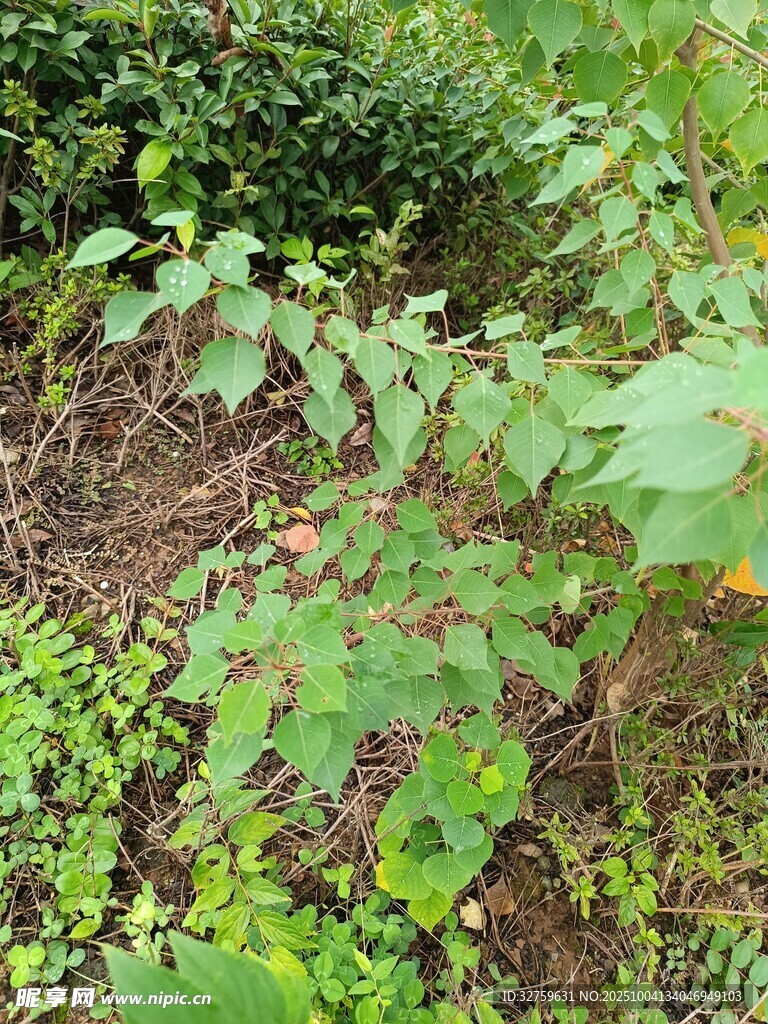 野外繁茂的綠色植物景象