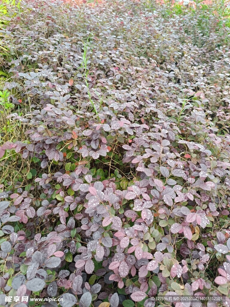 紫色葉片植物景觀