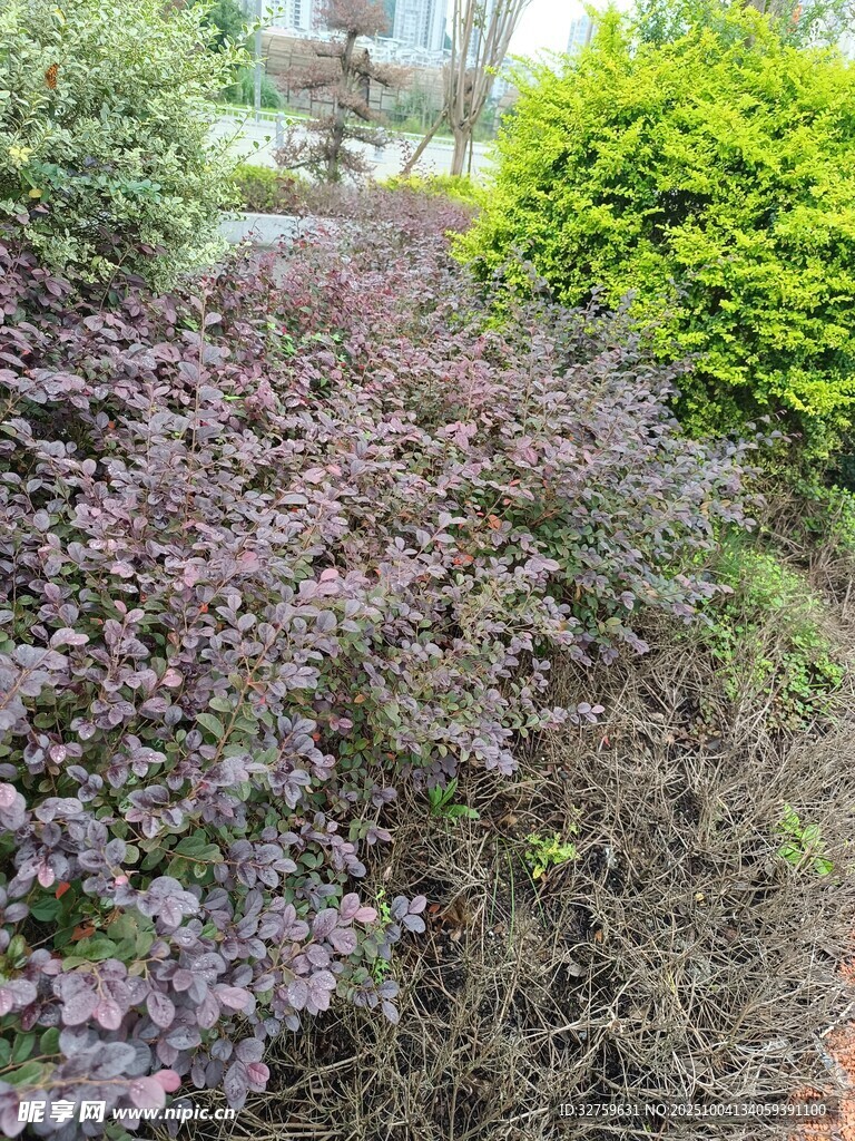 多彩植物景觀