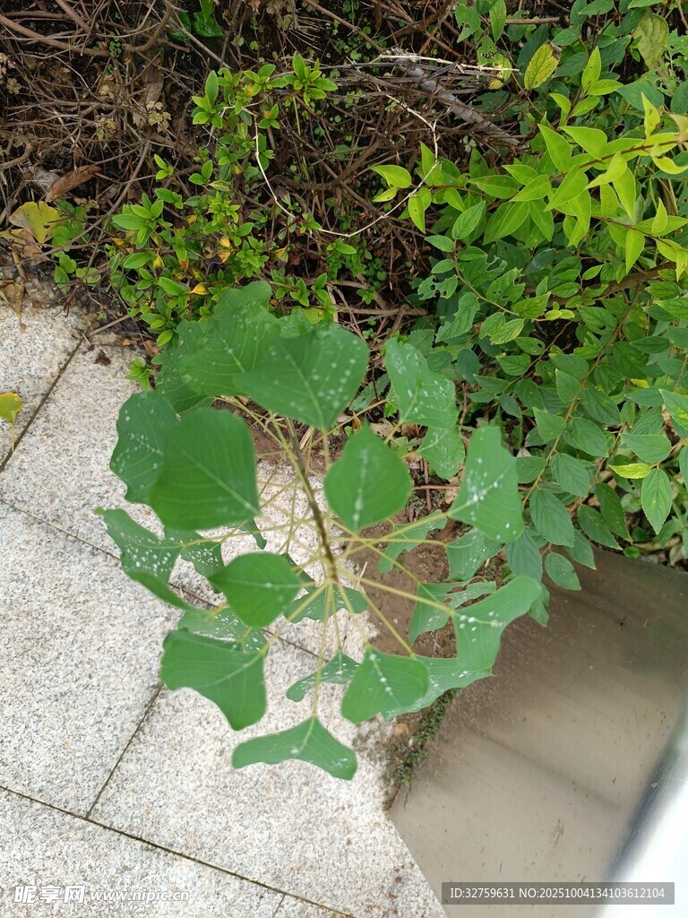 墻邊生長的翠綠藤蔓植物