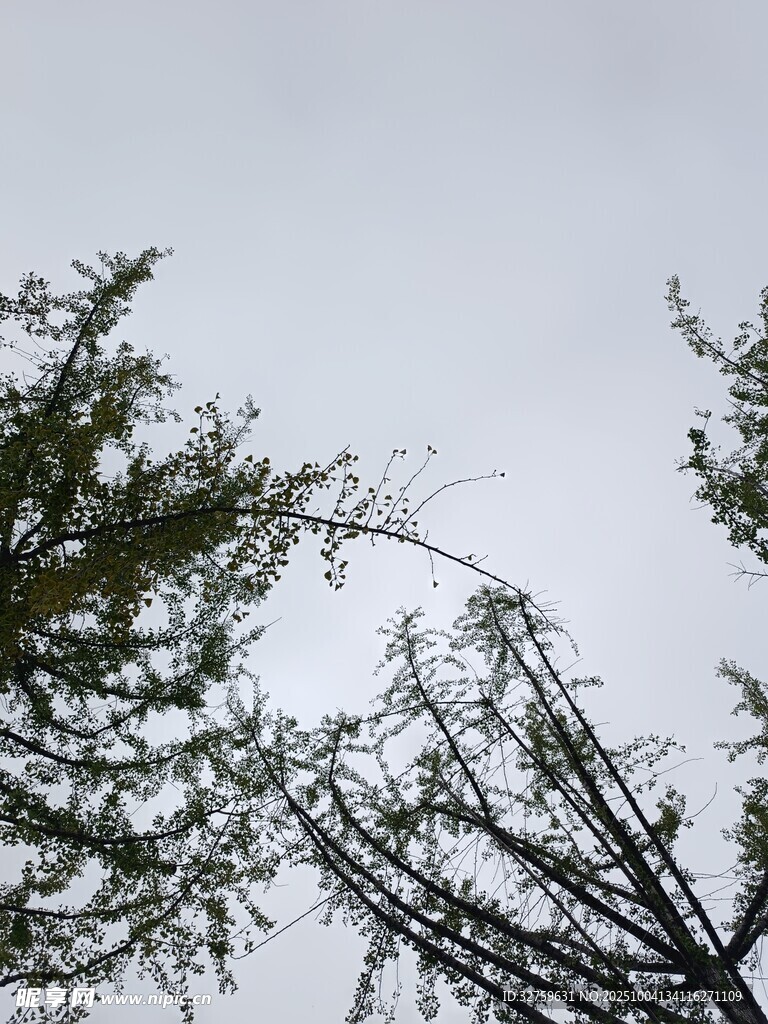 仰視樹枝與灰白天空