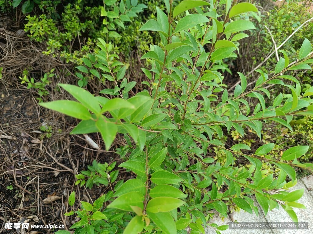 綠葉繁茂的路邊植物