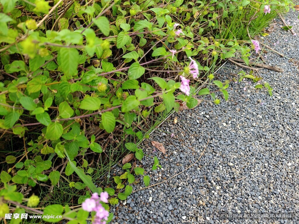 路邊綻放的綠色植物與小花
