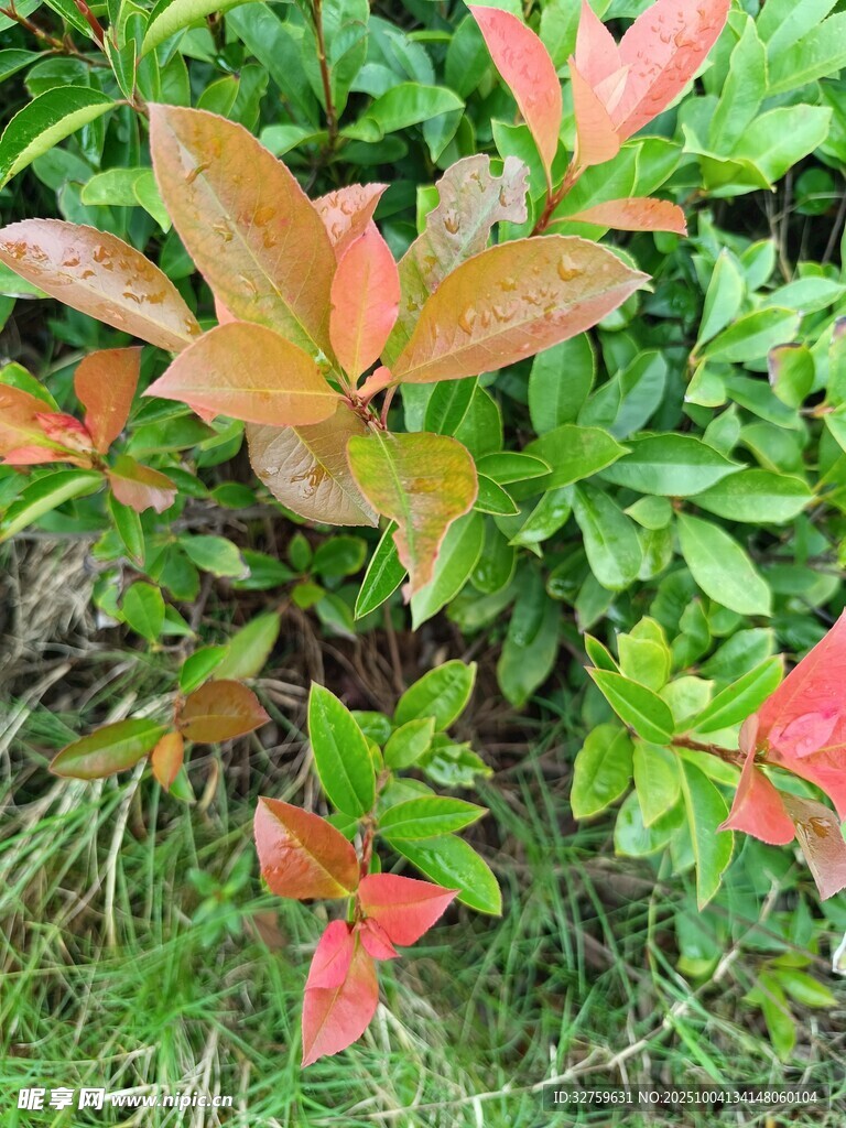 多彩葉片植物特寫