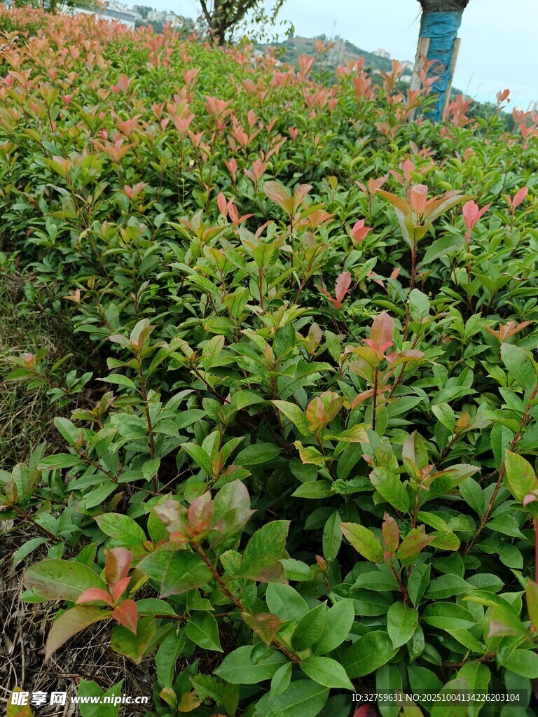綠葉紅邊植物景觀