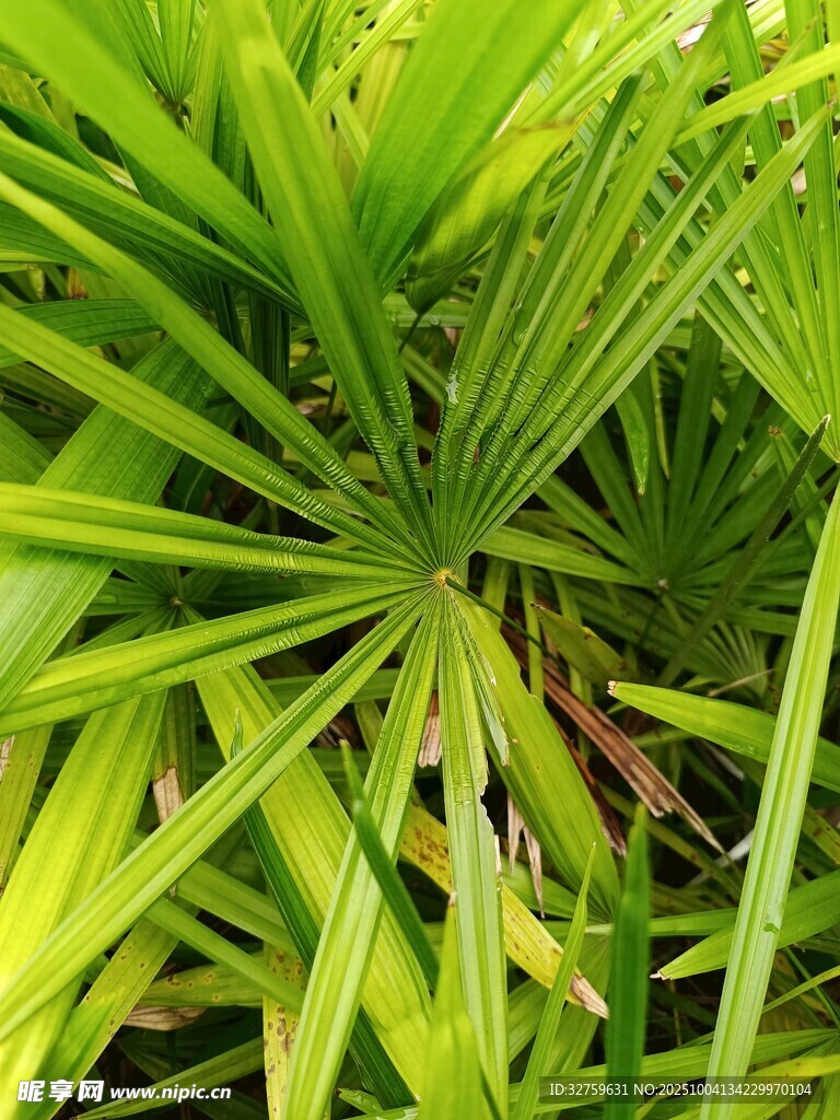 翠綠蒲葵葉特寫