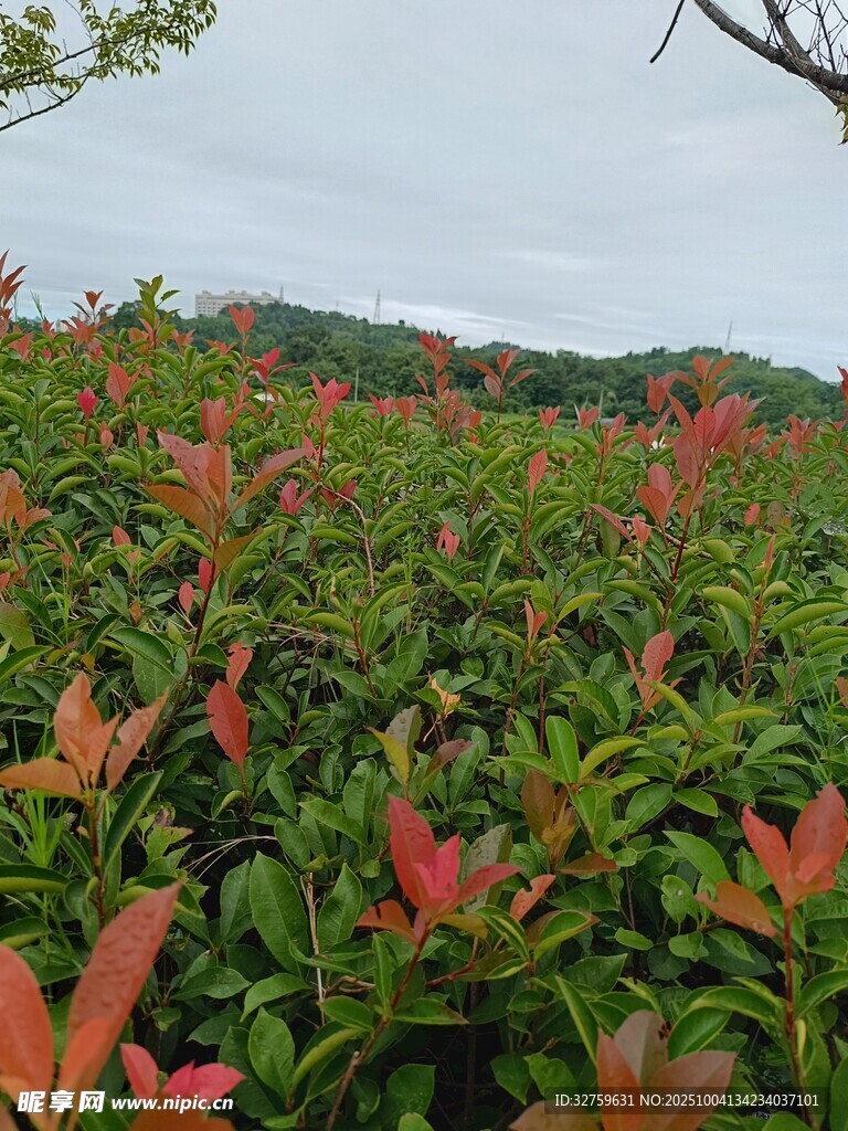 紅葉灌木景觀